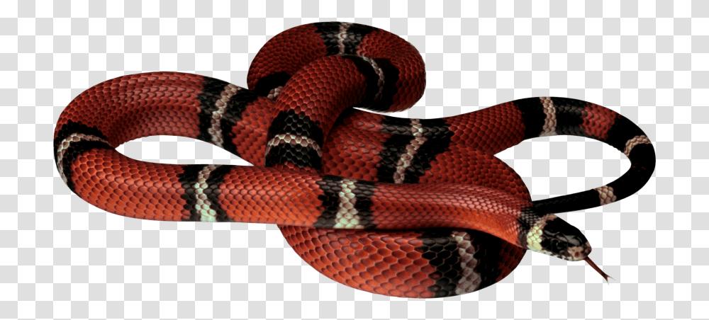 Red White Black Snake, Reptile, Animal, King Snake Transparent Png