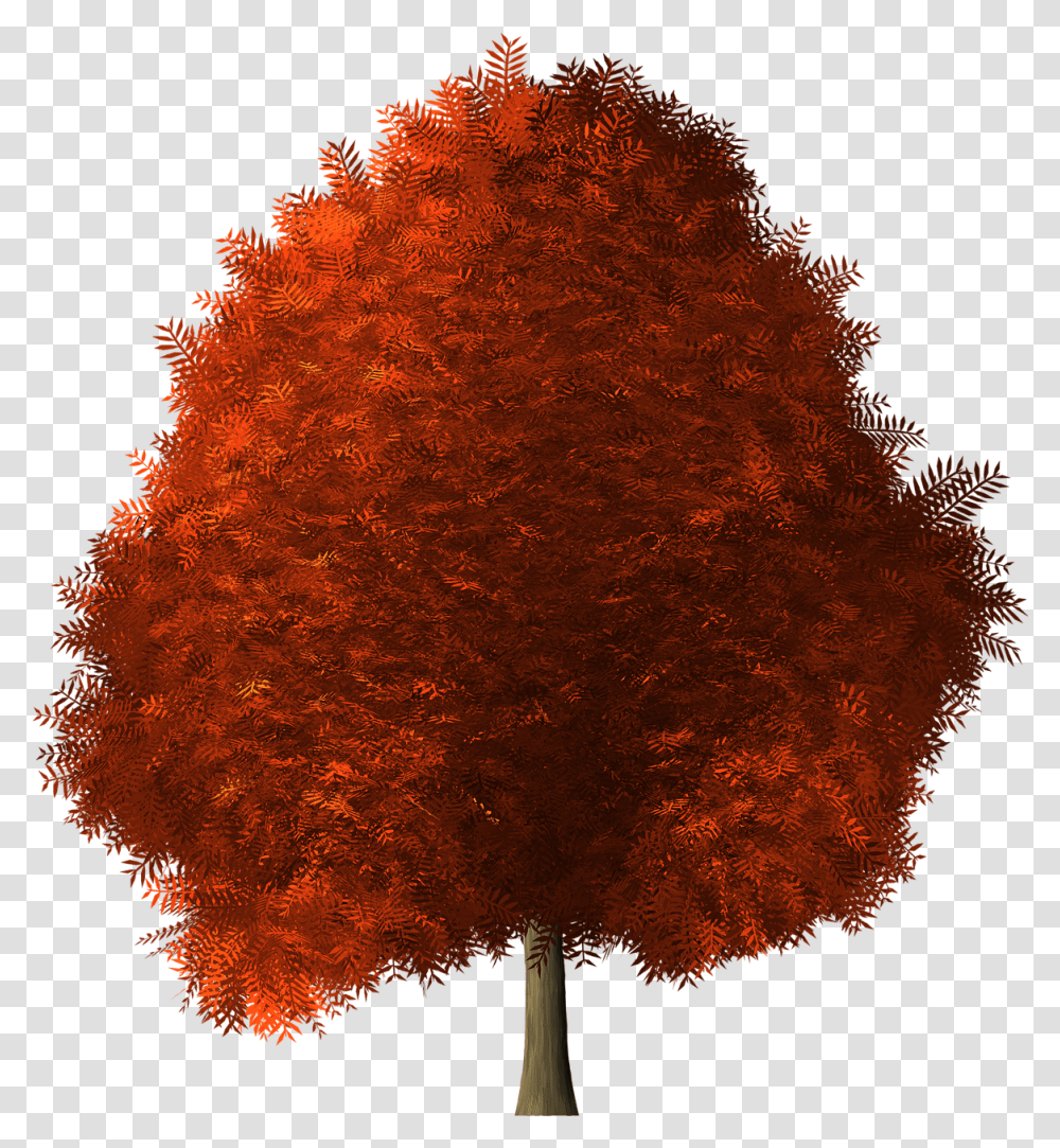 Red Wig Maple Tree Background 4795474 Maple, Plant, Bonfire, Ornament, Fractal Transparent Png