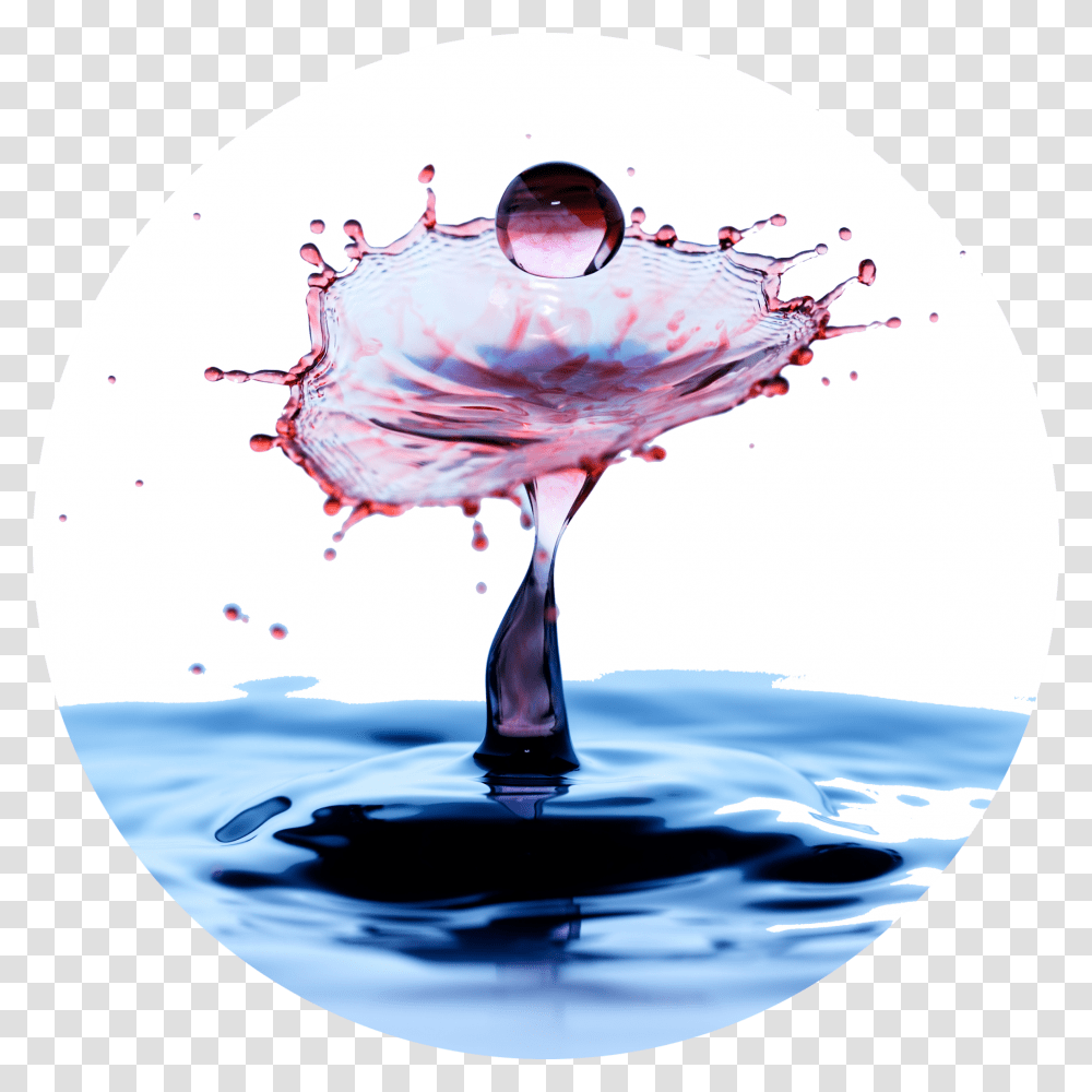 Red Wine, Outdoors, Water, Bird, Animal Transparent Png