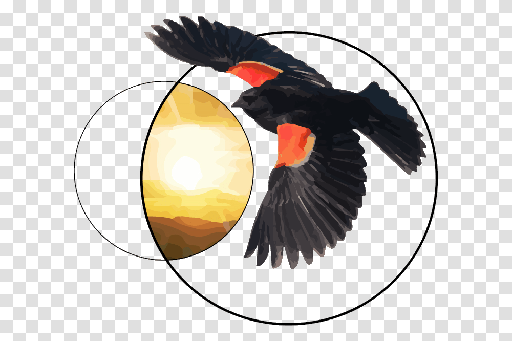 Red Wing Blackbird Flying, Animal, Agelaius, Black Swan, Waterfowl Transparent Png
