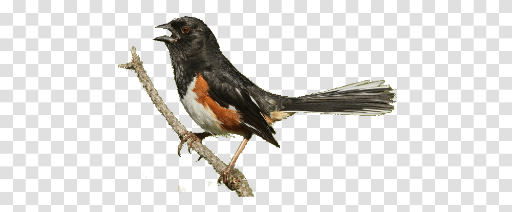 Red Winged Blackbird, Animal, Finch, Robin Transparent Png