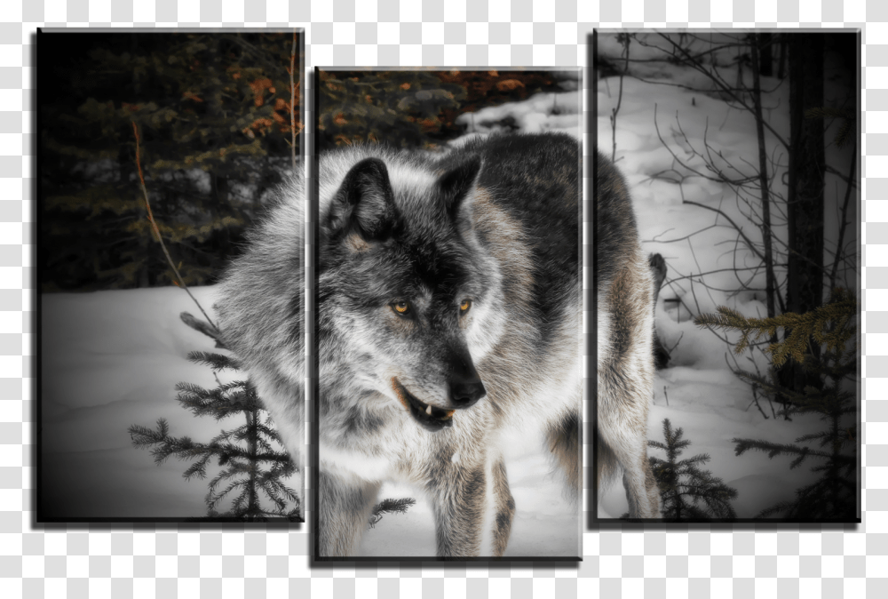 Red Wolf, Collage, Poster, Advertisement, Mammal Transparent Png