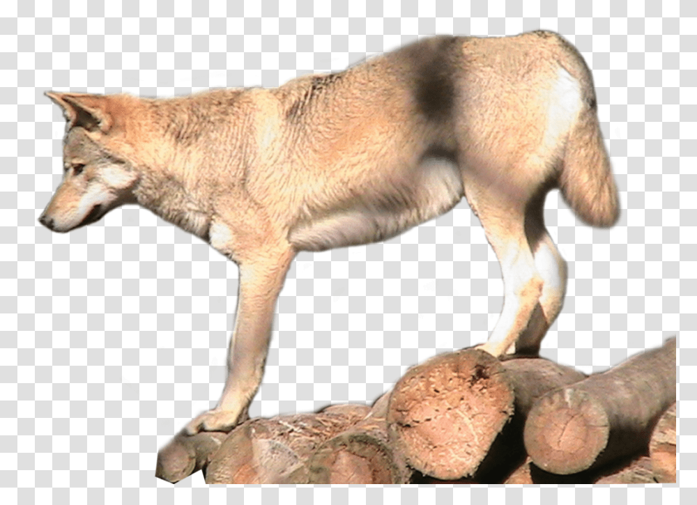 Red Wolf, Mammal, Animal, Canine, Coyote Transparent Png