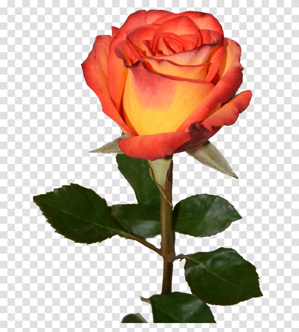 Red Yellow Rose, Flower, Plant, Blossom Transparent Png