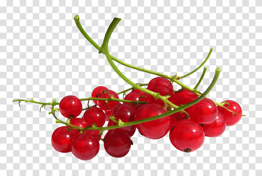Redcurrant, Fruit, Plant, Food, Cherry Transparent Png