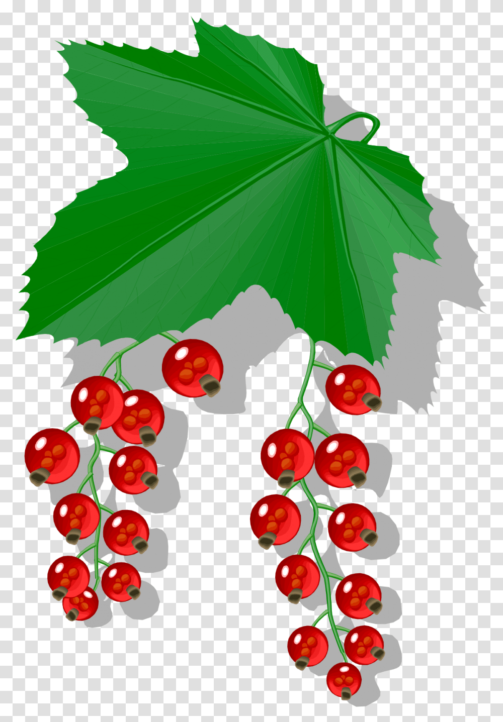 Redcurrant, Plant, Leaf, Fruit, Food Transparent Png