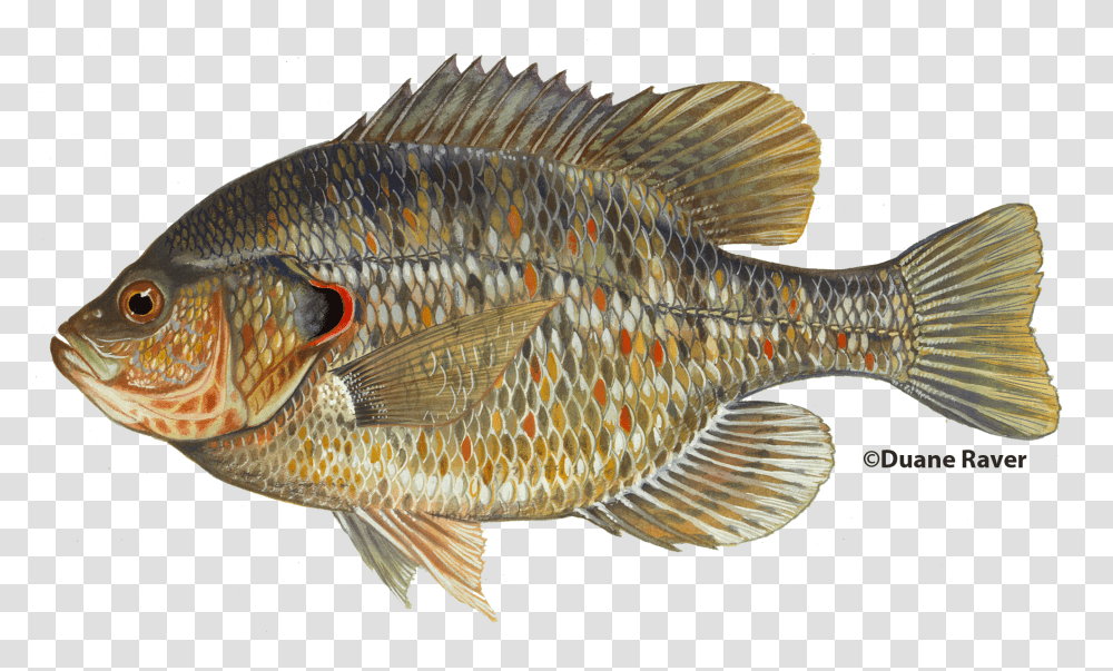 Redearsunfish Bluegill Fish, Animal, Perch Transparent Png