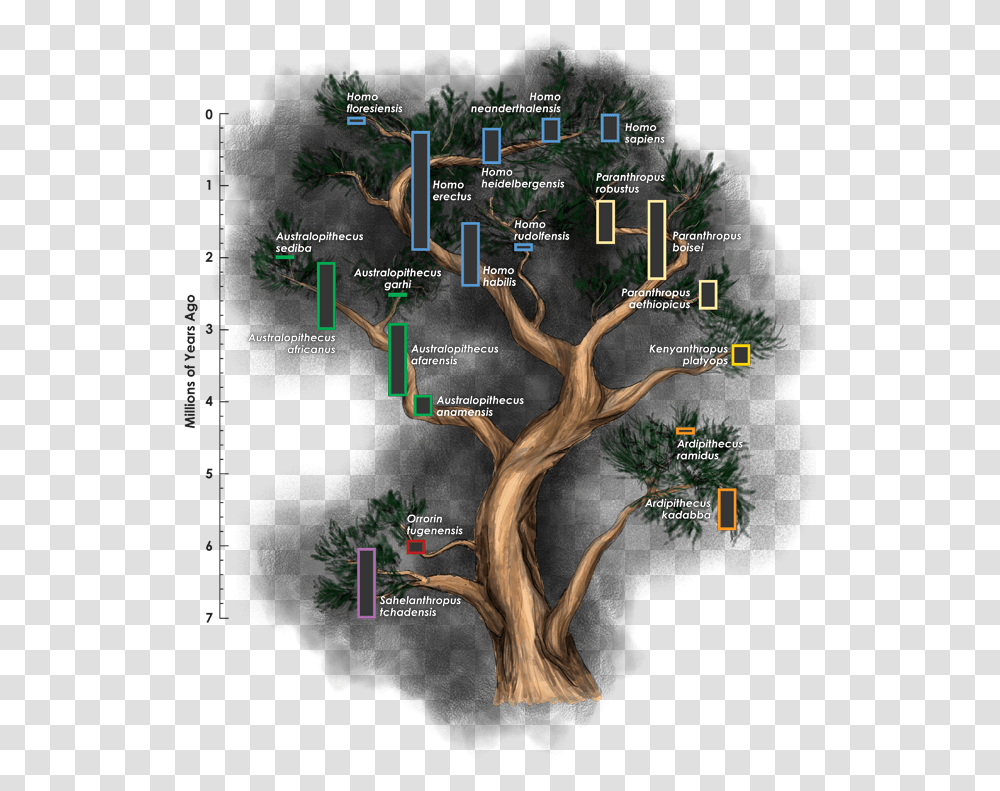 Redefining Homo Does Our Family Tree Need More Branches Homo Genus Family Tree, Vegetation, Plant, Nature, Land Transparent Png