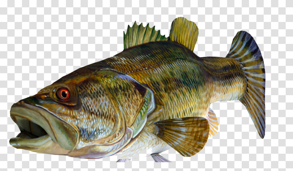 Redeye Bass 3d Fish Image With Large Mouth Bass, Animal, Perch Transparent Png