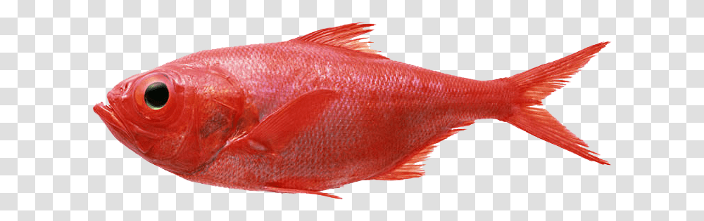 Redfish Seafood Fly Fishing Splendid Alfonsino Red Fish, Animal, Goldfish Transparent Png