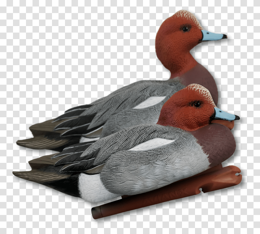 Redhead, Bird, Animal, Waterfowl, Duck Transparent Png