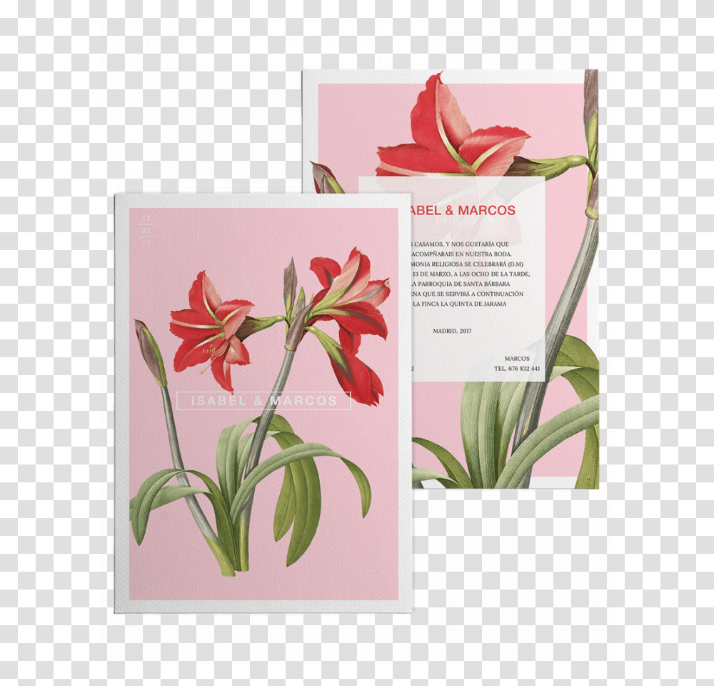 Redoute Flower Paintings, Envelope, Mail, Greeting Card, Flyer Transparent Png