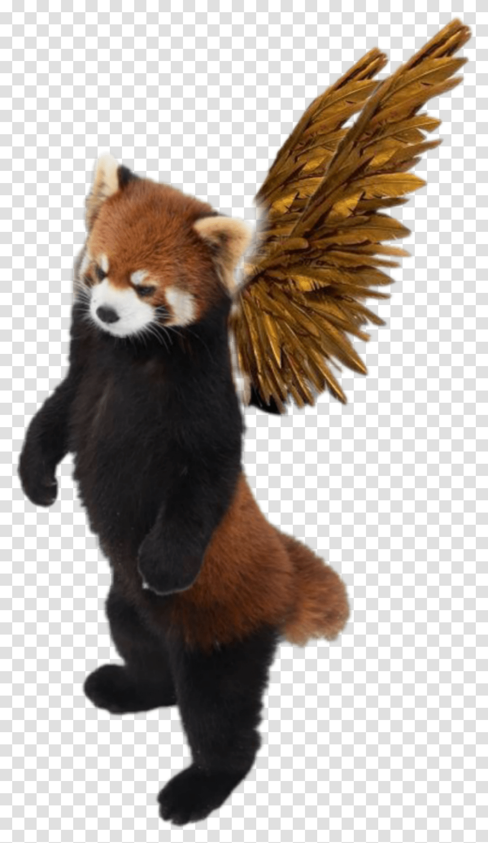 Redpanda Bear Red Wings, Lesser Panda, Wildlife, Mammal, Animal Transparent Png