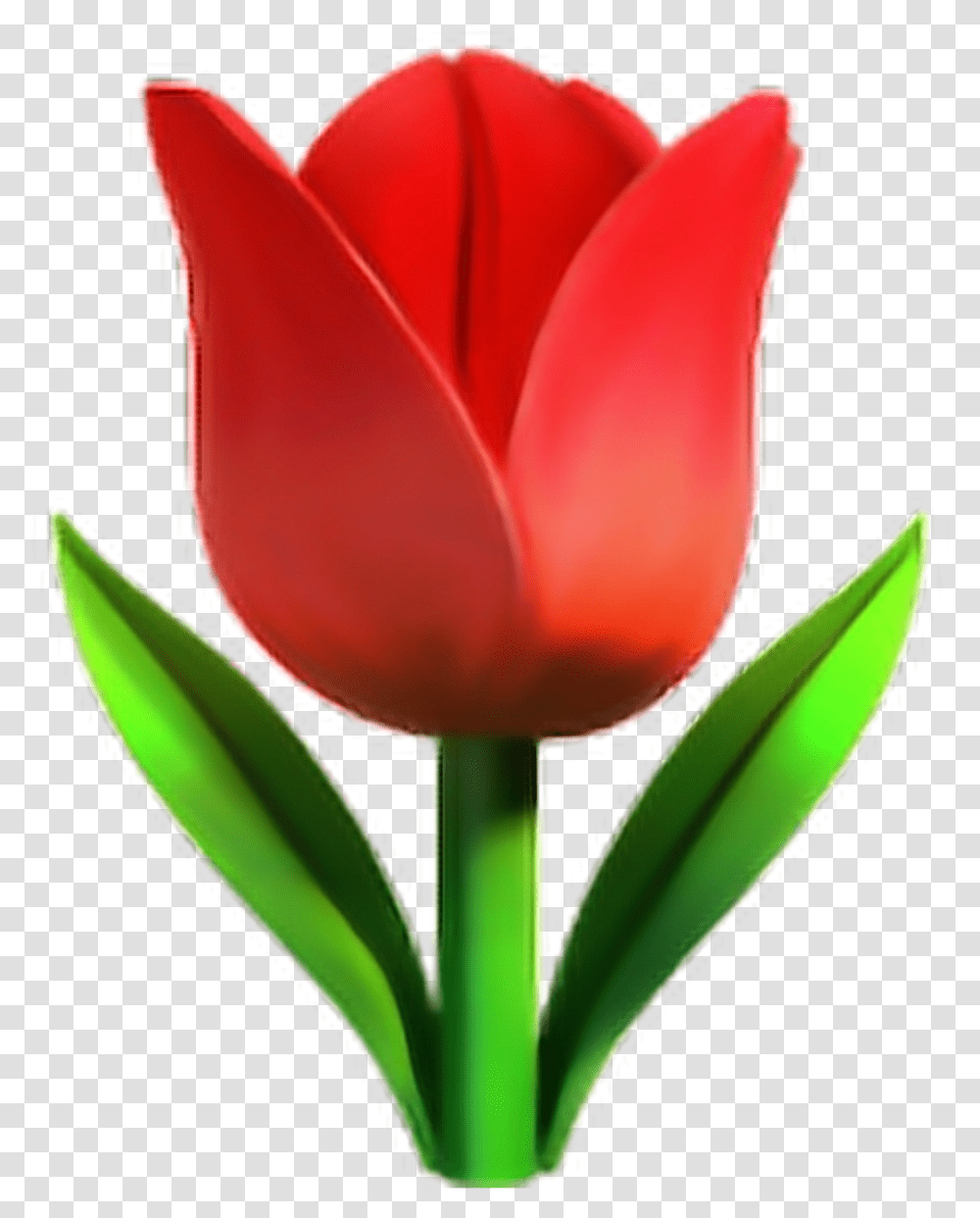 Redtulipemoji Tulip Emoji, Plant, Flower, Blossom, Rose Transparent Png