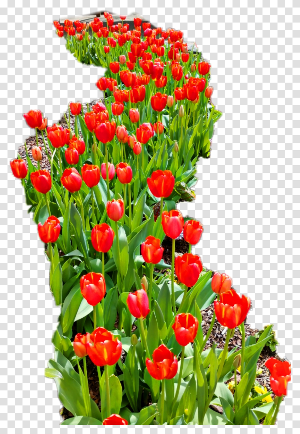 Redtulips Sprenger's Tulip, Plant, Flower, Blossom, Rose Transparent Png