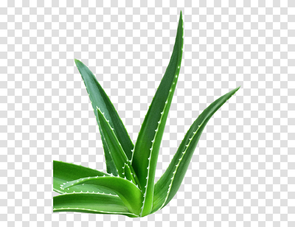 Reduced Sugar Range, Plant, Aloe, Green, Leaf Transparent Png