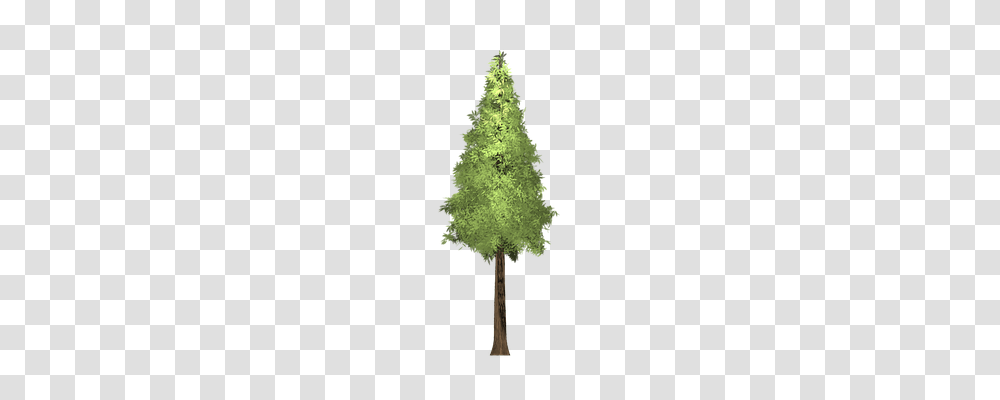 Redwood Nature, Tree, Plant, Fir Transparent Png