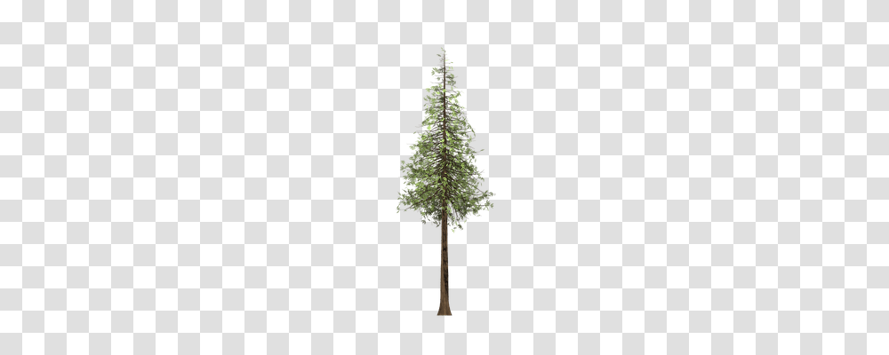 Redwood Nature, Tree, Plant, Pine Transparent Png