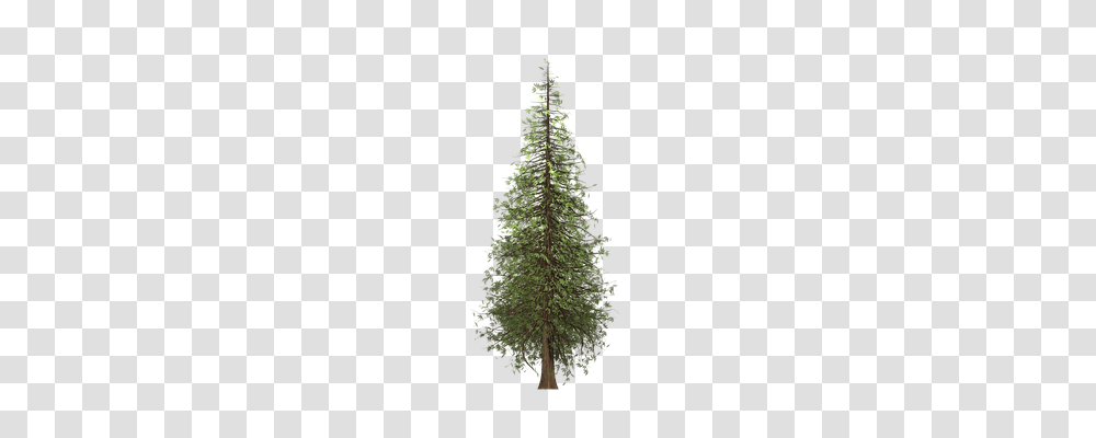 Redwood Nature, Tree, Plant, Christmas Tree Transparent Png