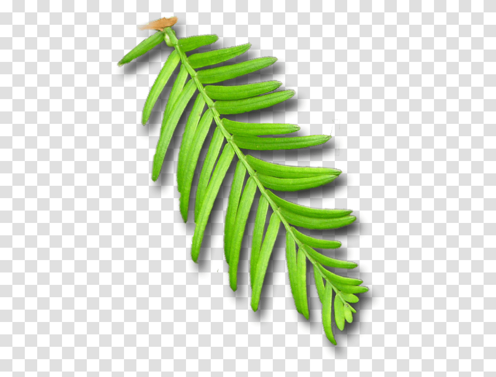 Redwood Essence Ancient Strength - Sister Spinster Tree, Plant, Leaf, Fern Transparent Png