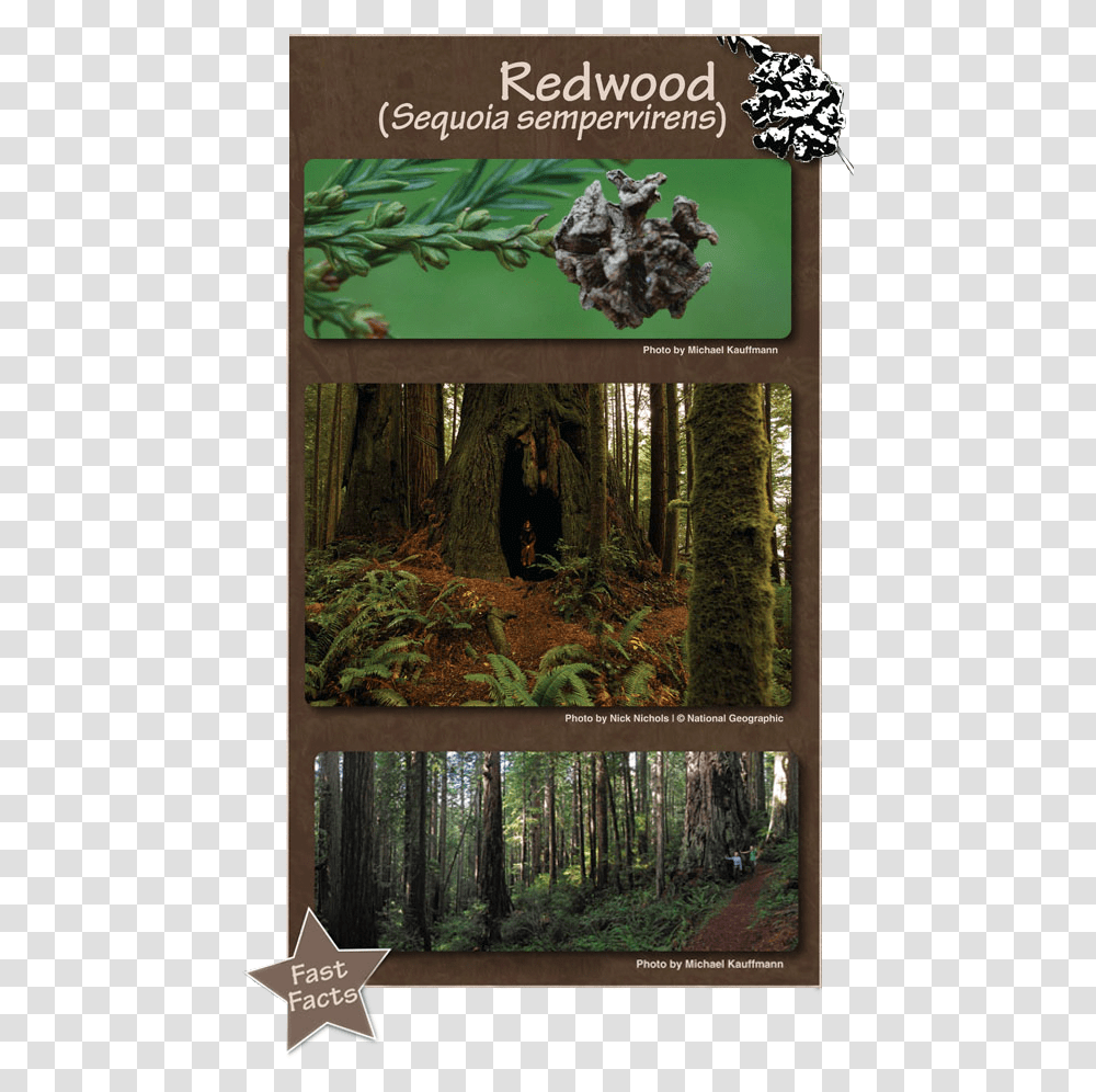 Redwood Forest Natural History Museum Northern Hardwood Forest, Vegetation, Plant, Grove, Woodland Transparent Png