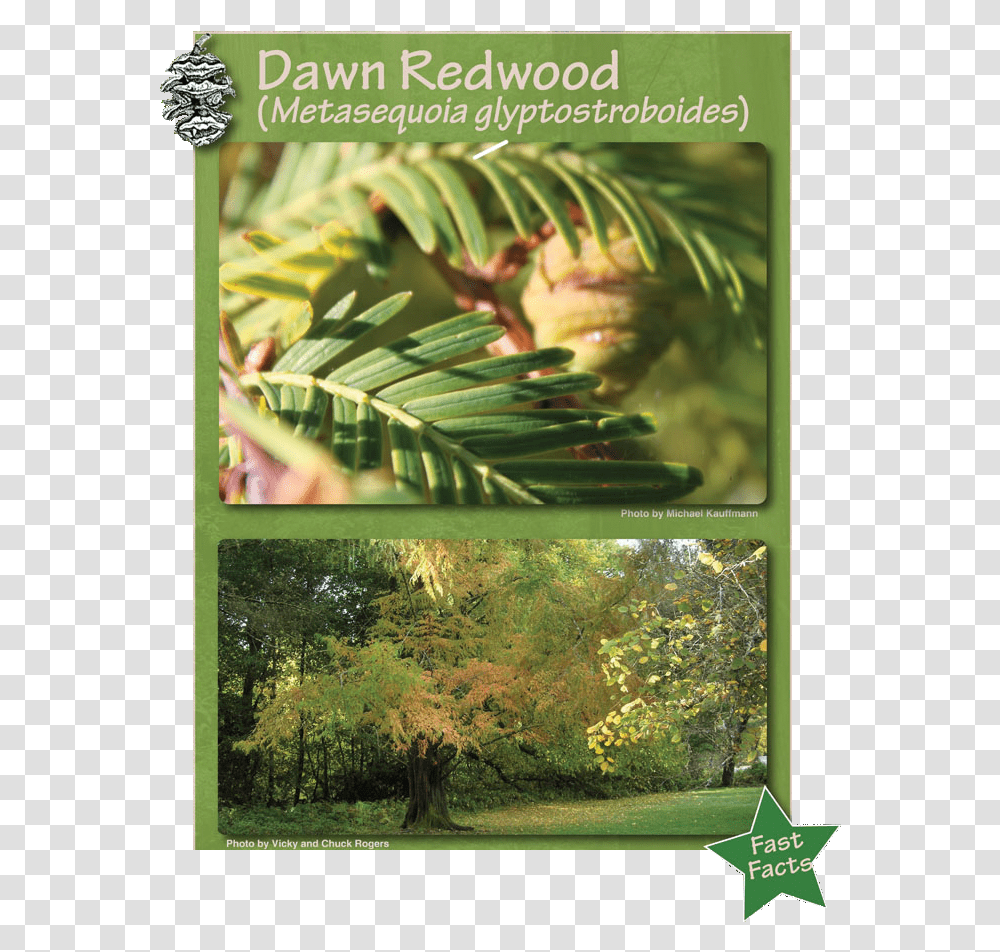 Redwood Forest Temperate Broadleaf And Mixed Forest, Tree, Plant, Vegetation, Poster Transparent Png