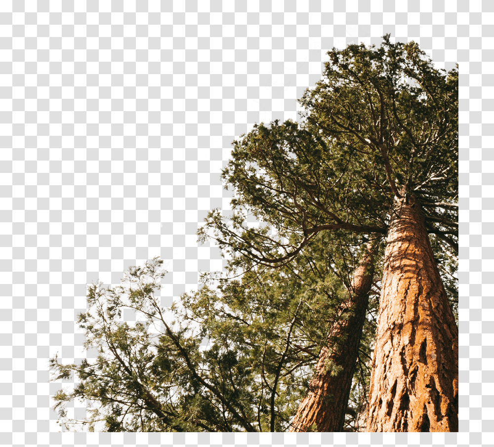 Redwood Forest & Free 757560 Redwood, Tree, Plant, Tree Trunk, Pine Transparent Png