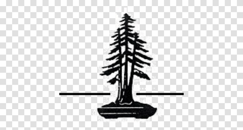 Redwood National And State Parks Coast Vertical, Tree, Plant, Worship, Text Transparent Png