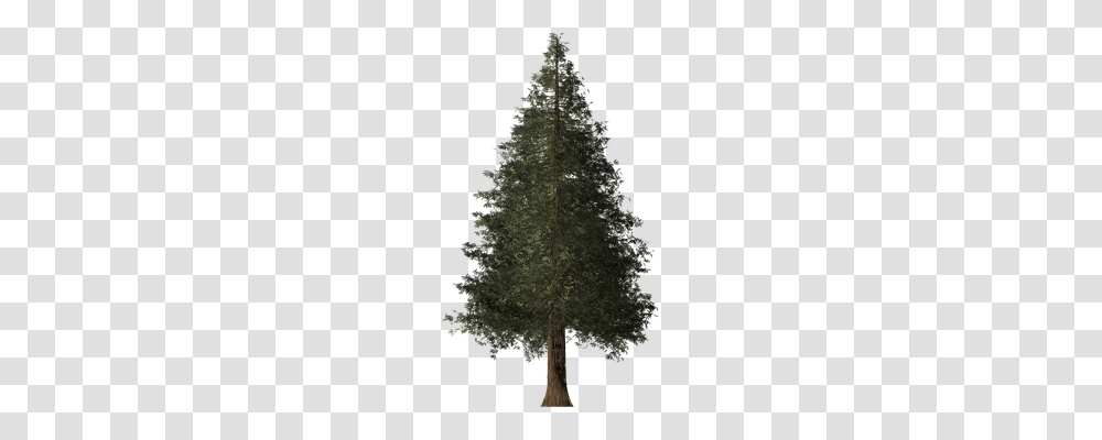 Redwood Tree Nature, Plant, Pine, Fir Transparent Png