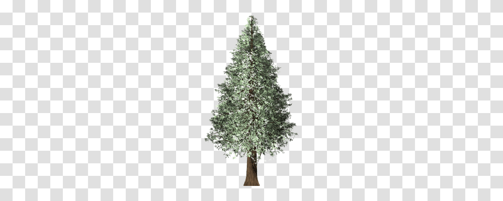 Redwood Tree Nature, Plant, Christmas Tree, Ornament Transparent Png