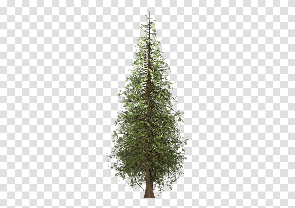 Redwood Tree Background Redwood Tree, Plant, Christmas Tree, Ornament, Fir Transparent Png