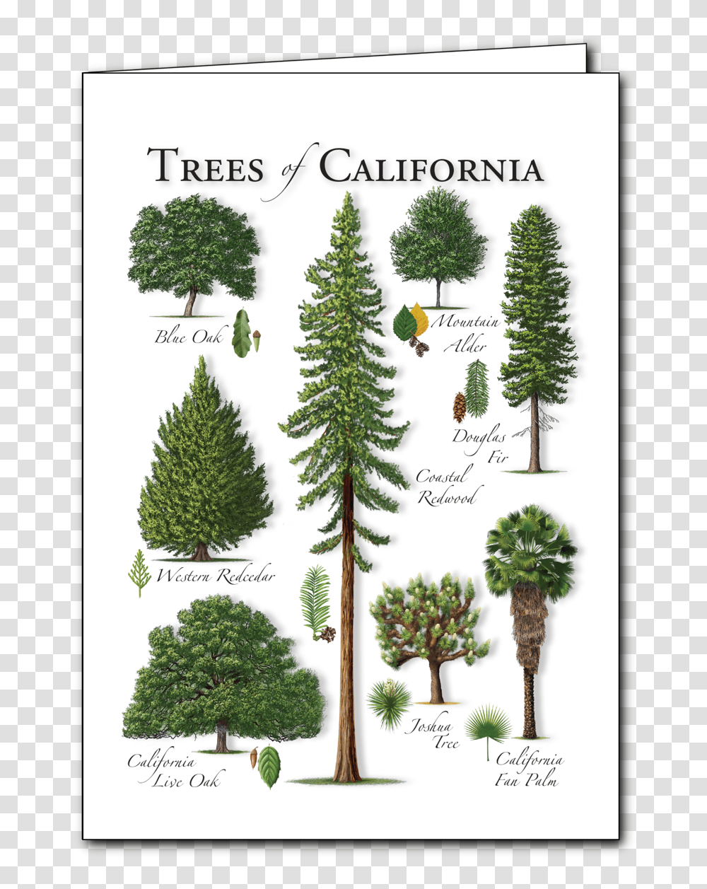 Redwood Tree Boreal Conifer, Plant, Pine, Fir, Abies Transparent Png