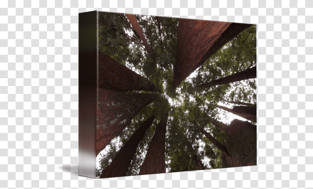 Redwood Tree Canopy Wood, Plant, Flare, Light, Sunlight Transparent Png