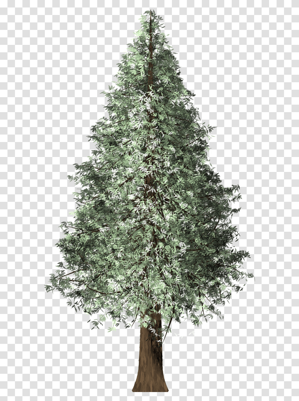 Redwood Tree Christmas Redwood Christmas Tree, Ornament, Plant, Fir, Abies Transparent Png