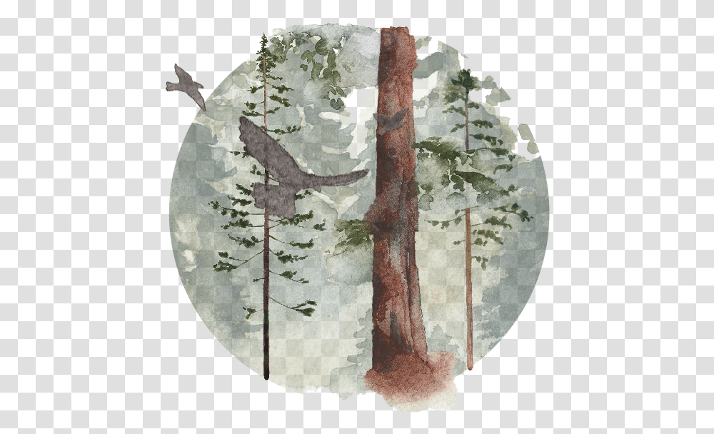 Redwood Tree, Cross, Painting, Plant Transparent Png