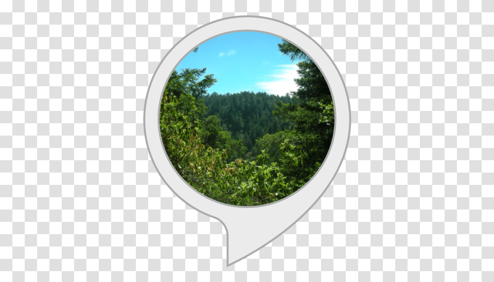 Redwood Tree Facts Temperate Broadleaf And Mixed Forest, Vegetation, Plant, Rainforest, Land Transparent Png
