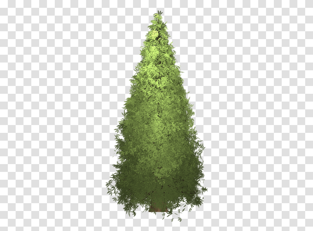 Redwood Tree Painted Boreal Conifer, Plant, Christmas Tree, Ornament, Pine Transparent Png