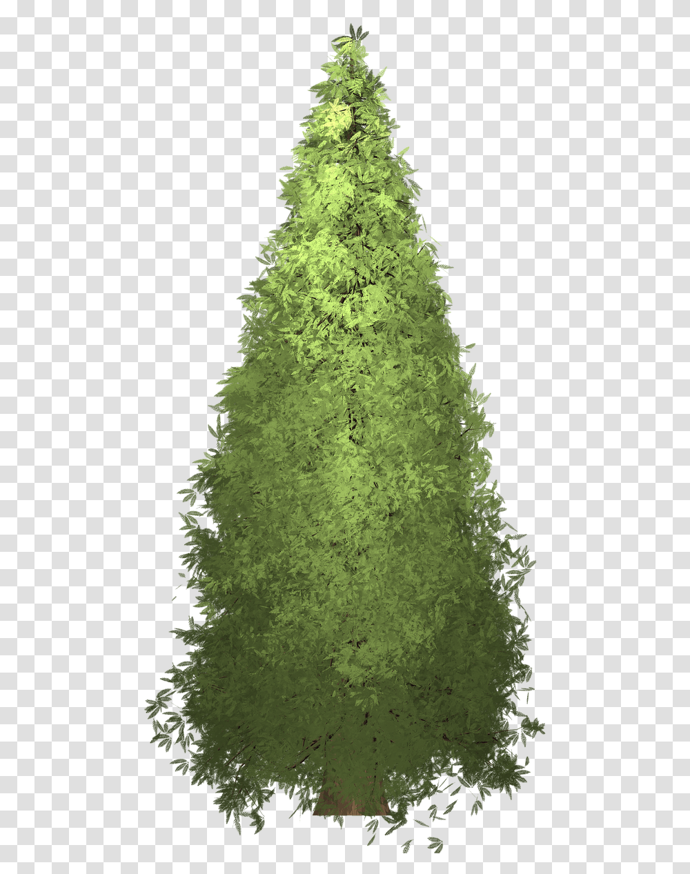 Redwood Tree Painted Tree Free Photo Tree, Plant, Christmas Tree, Ornament, Pine Transparent Png