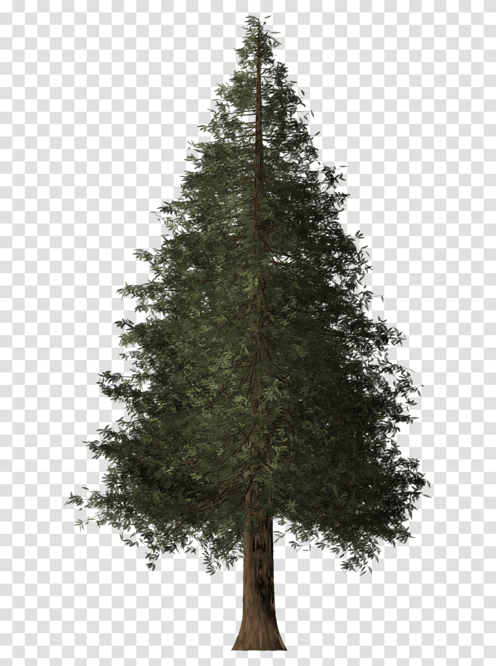 Redwood Tree Pine, Plant, Fir, Abies, Ornament Transparent Png