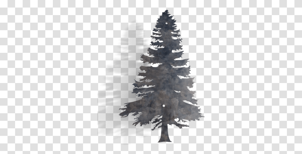 Redwood Tree, Plant, Christmas Tree, Ornament, Pine Transparent Png