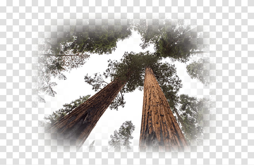 Redwood Tree, Plant Transparent Png