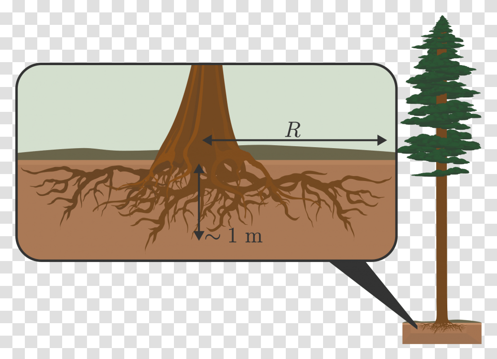 Redwood Tree This Soil Is Its Mass Times This Weight Soil, Root, Plant Transparent Png