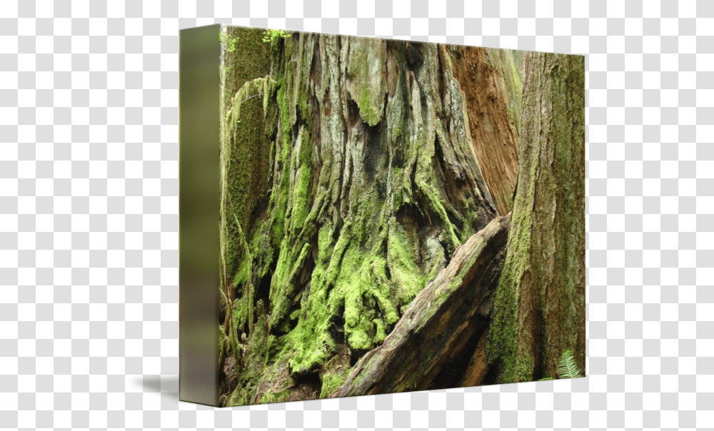 Redwood Trees Art Print California Northern Hardwood Forest, Plant, Vegetation, Moss, Tree Trunk Transparent Png
