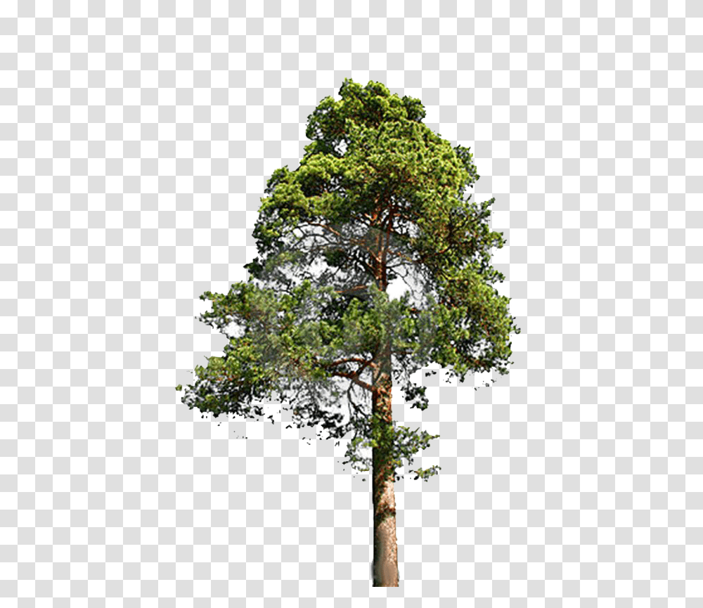 Redwood Trees Clip Art Download Eastern White Pine Pine Tree Free, Plant, Oak, Sycamore, Cross Transparent Png