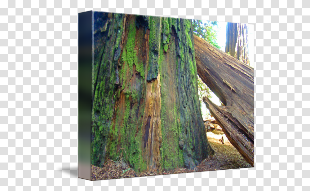 Redwood Trees Fine Art Prints Big Northern Hardwood Forest, Plant, Tree Trunk Transparent Png