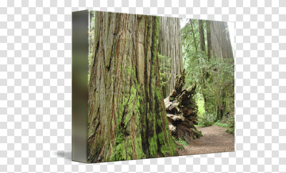 Redwood Trees Forest Art Print Gifts Nature By Baslee Troutman Fine Prints Northern Hardwood Forest, Plant, Tree Trunk Transparent Png