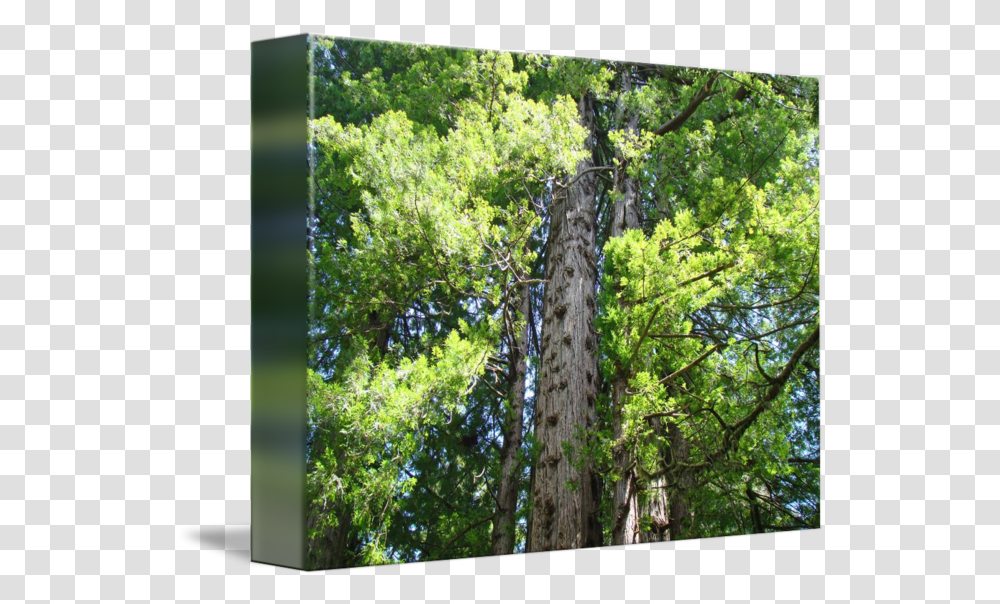 Redwood Trees Forest Art Prints By Baslee Troutman Fine Northern Hardwood Forest, Plant, Conifer, Tree Trunk, Larch Transparent Png