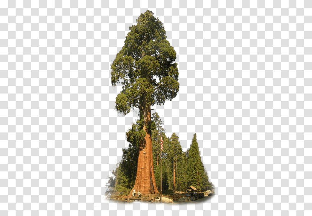 Redwoods And Vectors For Free Sequoia Tree Background, Vegetation, Plant, Land, Outdoors Transparent Png