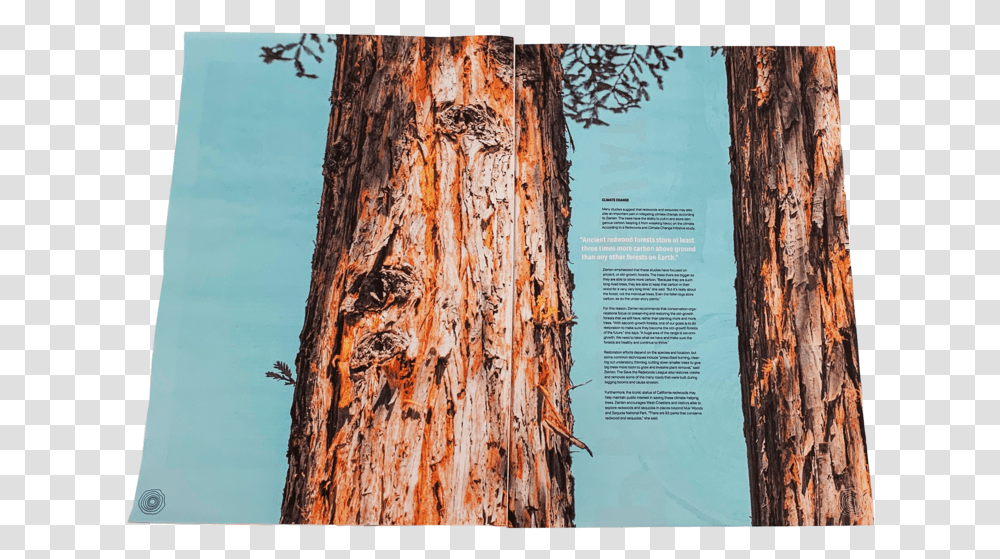 Redwoods Print & Digital Publication - Madison Sheldon Redwood Tree, Plant, Advertisement, Tree Trunk, Poster Transparent Png