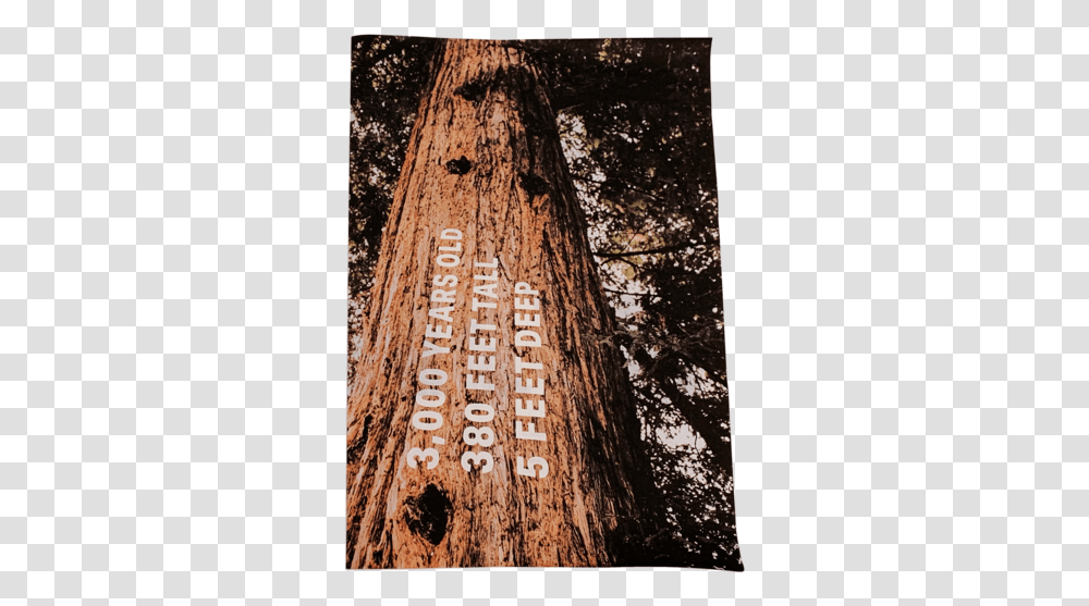 Redwoods Print & Digital Publication - Madison Sheldon Redwood Tree, Plant, Vegetation, Tree Trunk, Grove Transparent Png